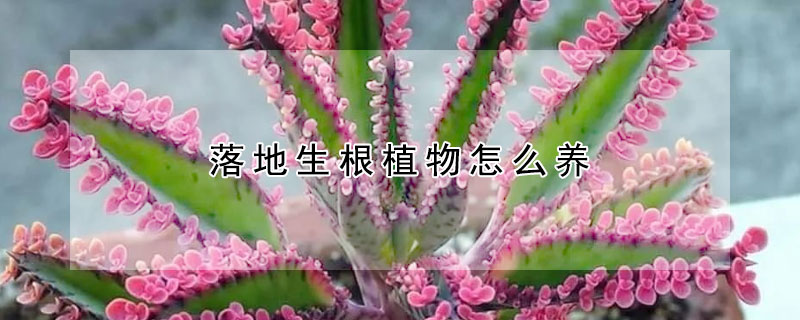 落地生根植物怎么养