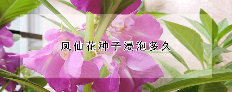 凤仙花种子浸泡多久