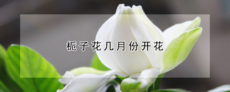 栀子花几月份开花