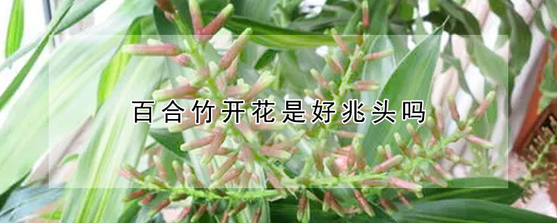 百合竹开花是好兆头吗