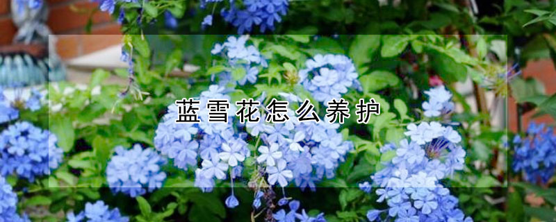 蓝雪花怎么养护