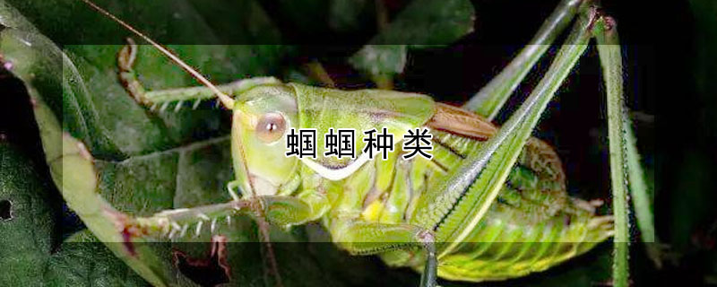 蝈蝈种类