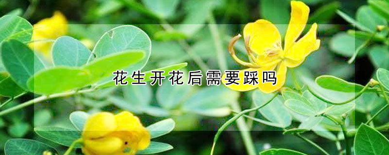 花生开花后需要踩吗