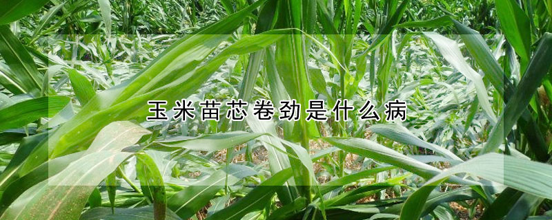 玉米苗芯卷劲是什么病