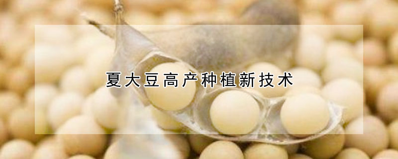 夏大豆高产种植新技术