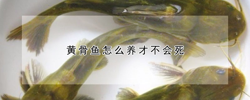 黄骨鱼怎么养才不会死