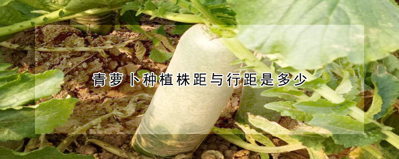 青萝卜种植株距与行距是多少