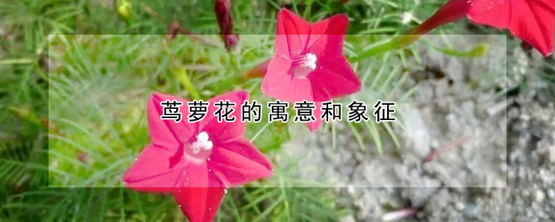 茑萝花的寓意和象征