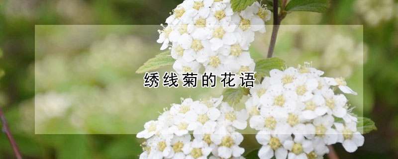 绣线菊的花语