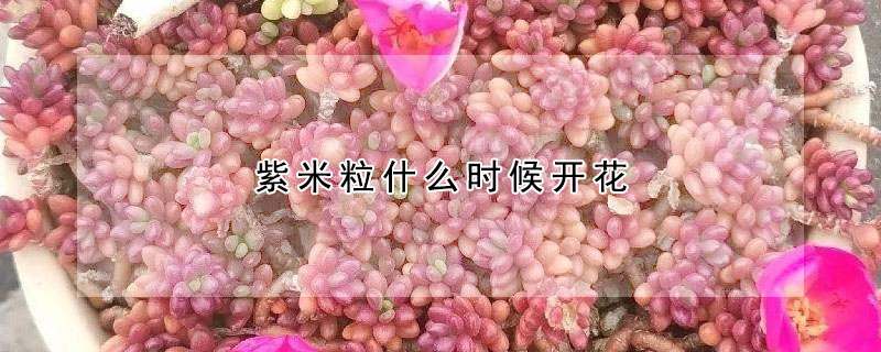 紫米粒什么时候开花