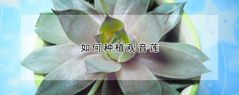 如何种植观音莲