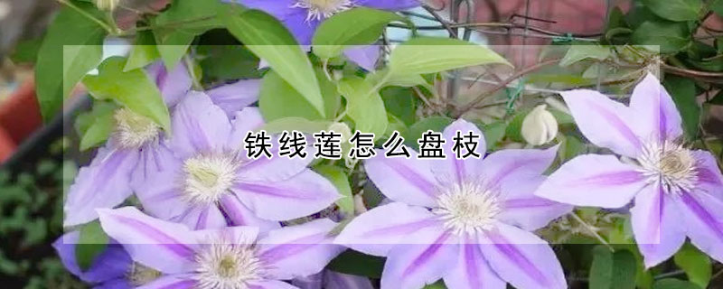 铁线莲怎么盘枝