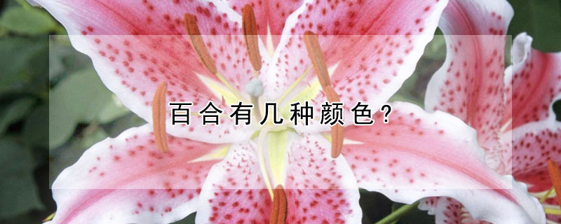 百合有几种颜色?