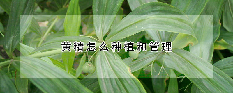 黄精怎么种植和管理