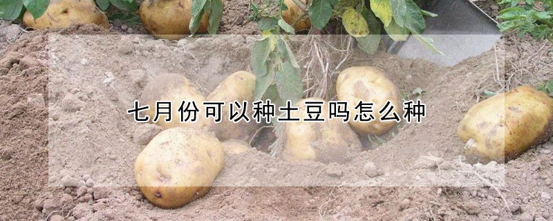 七月份可以种土豆吗怎么种