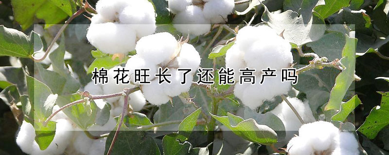 棉花旺长了还能高产吗