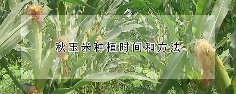 秋玉米种植时间和方法