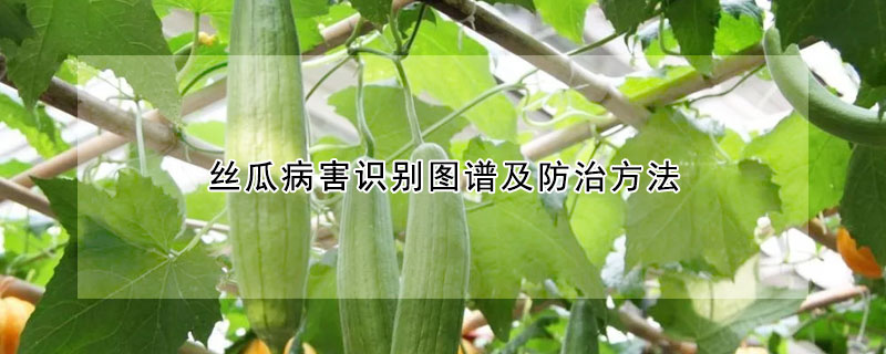 丝瓜病害识别图谱及防治方法