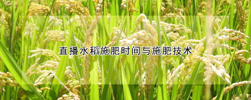 直播水稻施肥时间与施肥技术