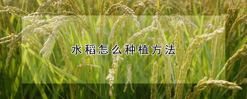 水稻怎么种植方法
