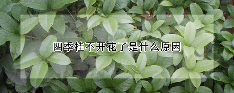 四季桂不开花了是什么原因