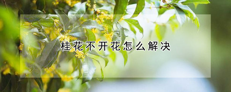 桂花不开花怎么解决