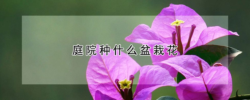 庭院种什么盆栽花