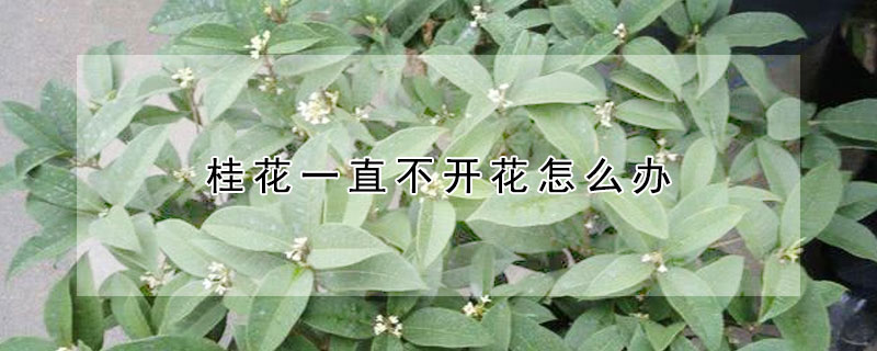 桂花一直不开花怎么办