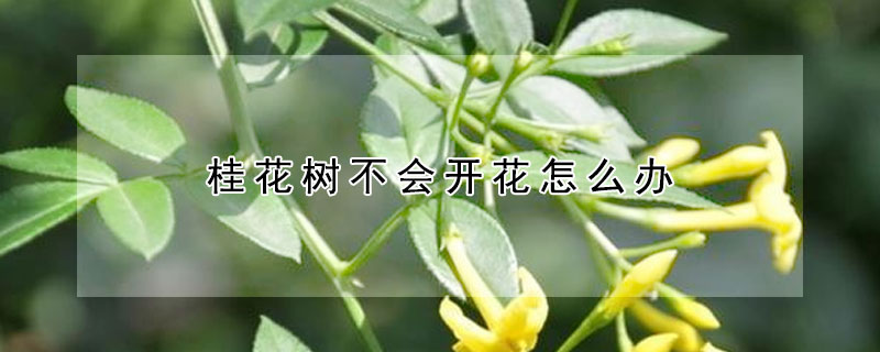 桂花树不会开花怎么办