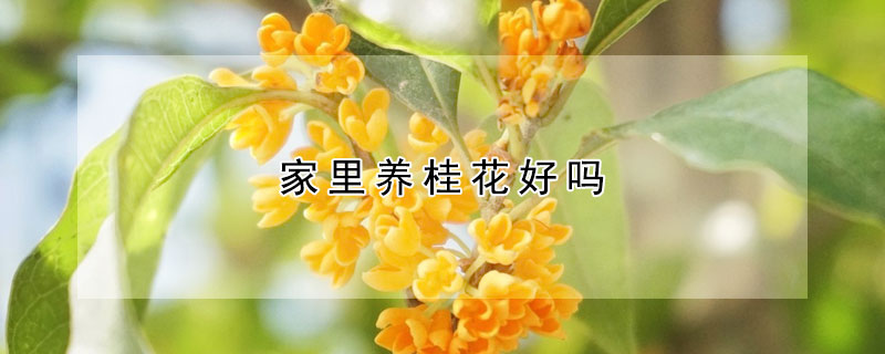 家里养桂花好吗