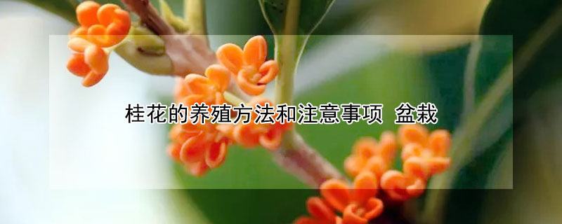 桂花的养殖方法和注意事项 盆栽