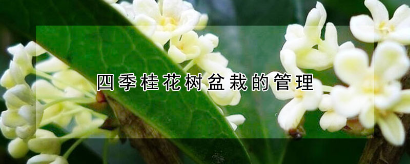 四季桂花树盆栽的管理