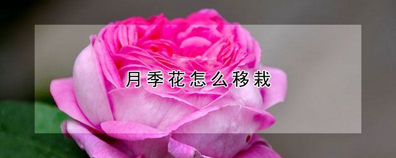 月季花怎么移栽