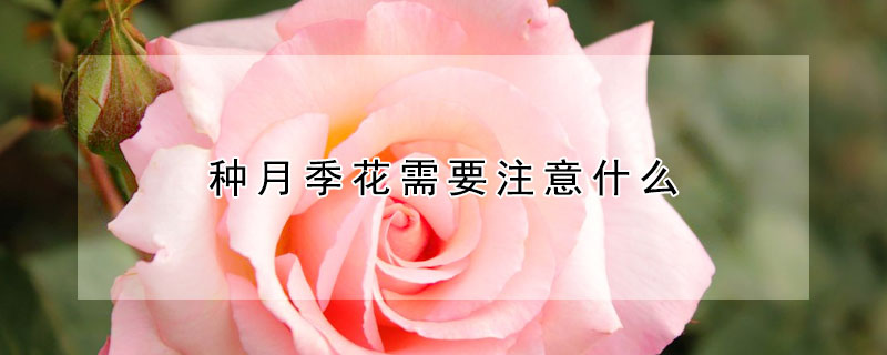 种月季花需要注意什么