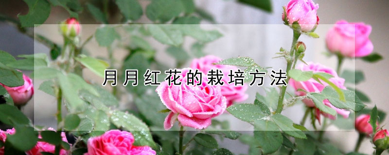 月月红花的栽培方法