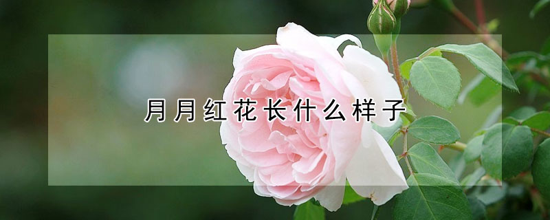 月月红花长什么样子