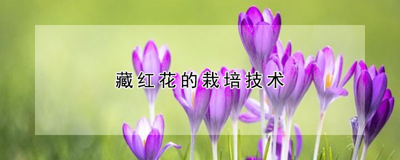 藏红花的栽培技术