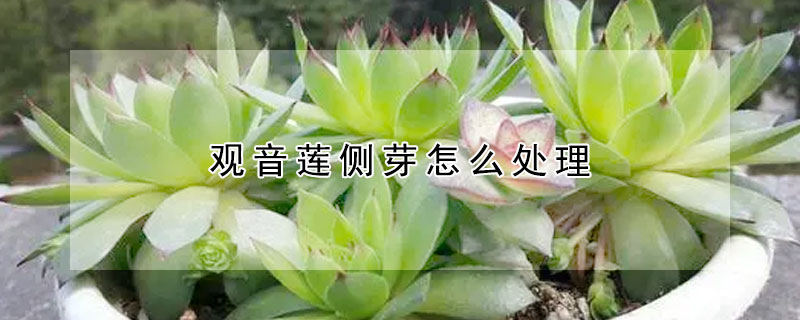 观音莲侧芽怎么处理