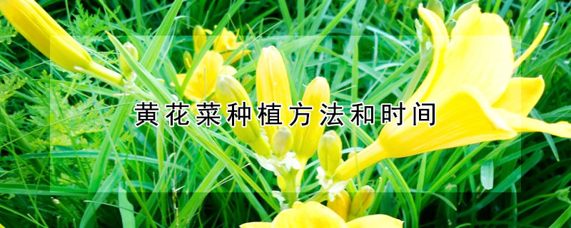 黄花菜种植方法和时间