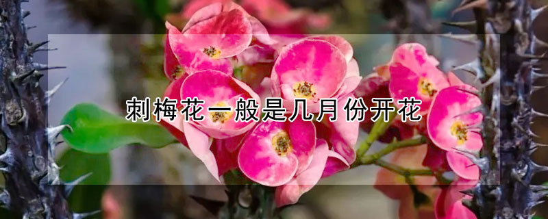 刺梅花一般是几月份开花