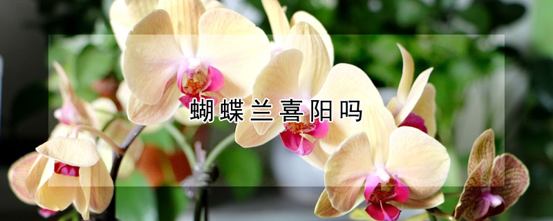 蝴蝶兰喜阳吗