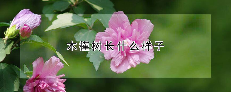 木槿树长什么样子