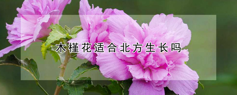 木槿花适合北方生长吗