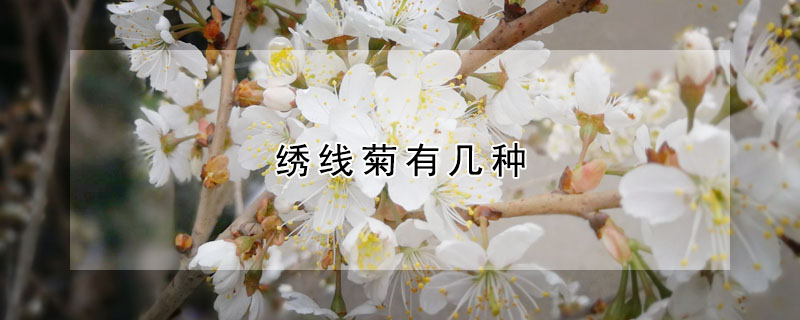 绣线菊有几种