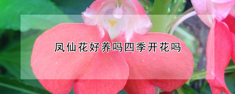 凤仙花好养吗四季开花吗