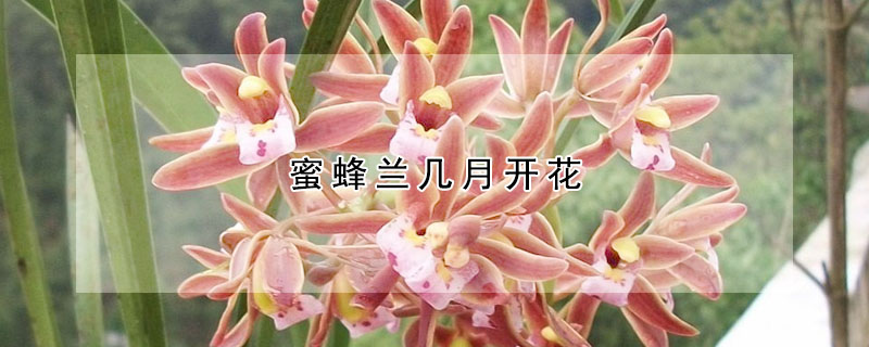 蜜蜂兰几月开花