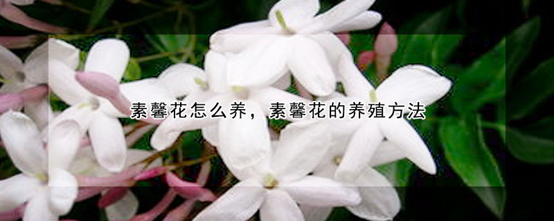 素馨花怎么养，素馨花的养殖方法