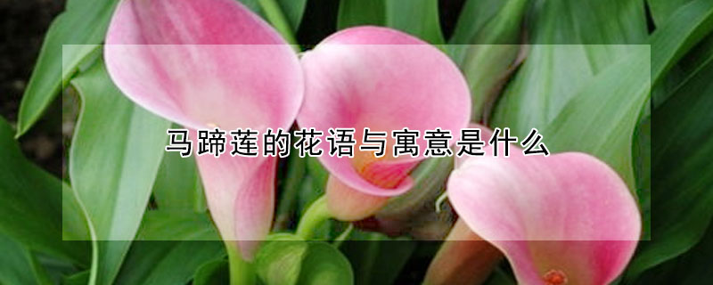 马蹄莲的花语与寓意是什么