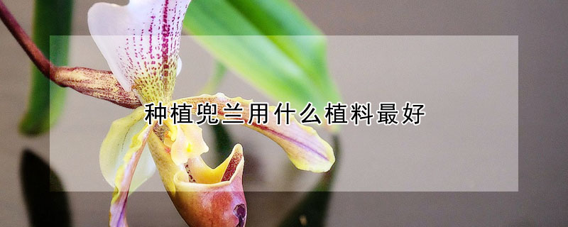 种植兜兰用什么植料最好