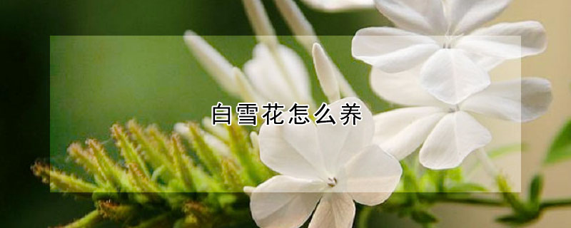 白雪花怎么养